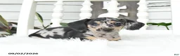Dachshund dogs for sale: Skittles - Ad 1