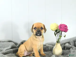 Puggle dogs for sale: Chloe - Ad 4