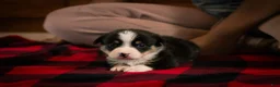 Welsh Corgi Pembroke dogs for sale: Gus - Ad 4