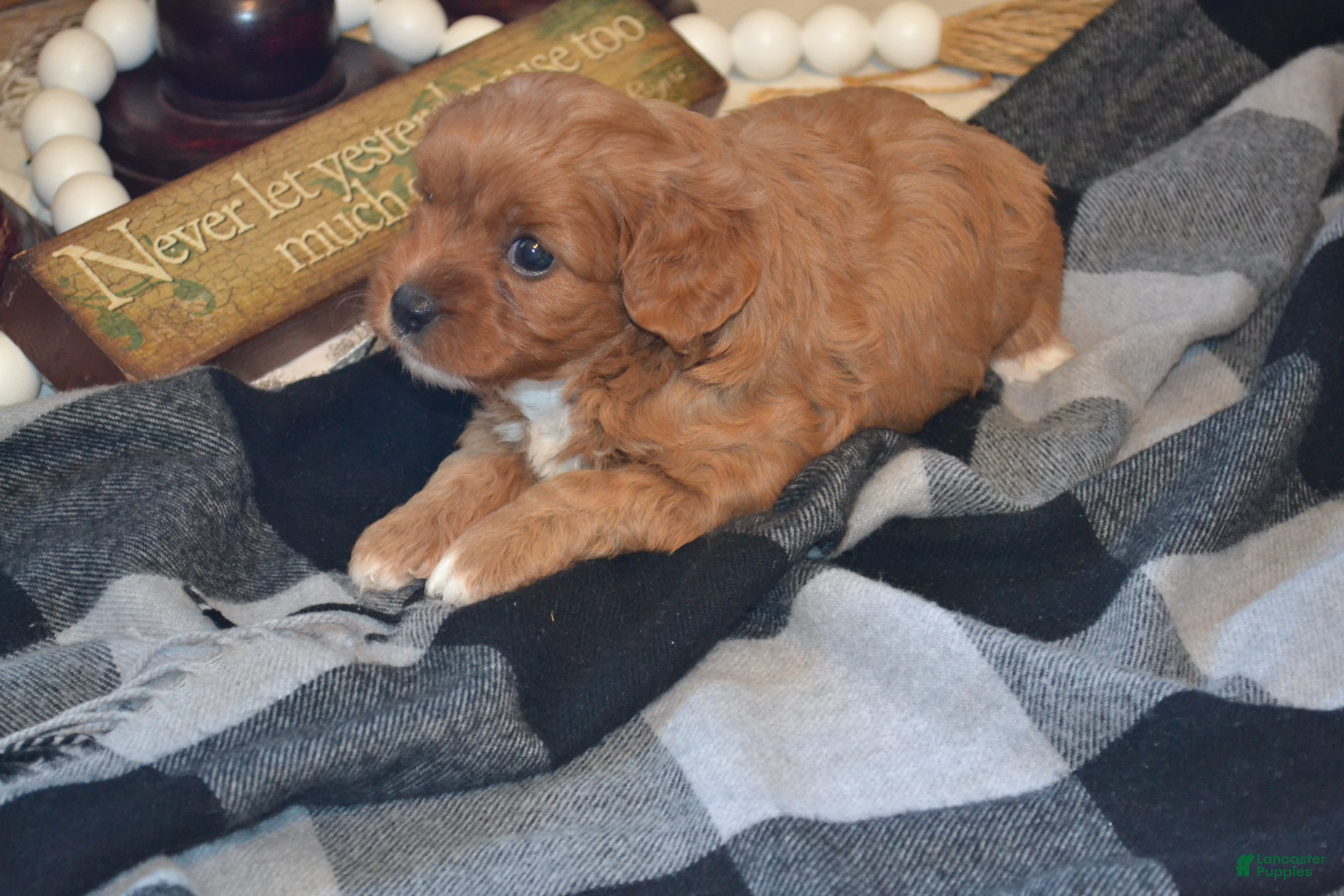 Cavapoo dogs KIwi - Ad 6