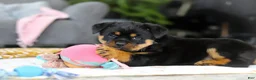 Rottweiler dogs for sale: Storm - Ad 4