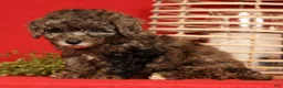 Miniature Poodle dogs for sale: Oreo - Ad 5