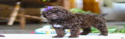 Miniature Poodle dogs for sale: Lila - Ad 6