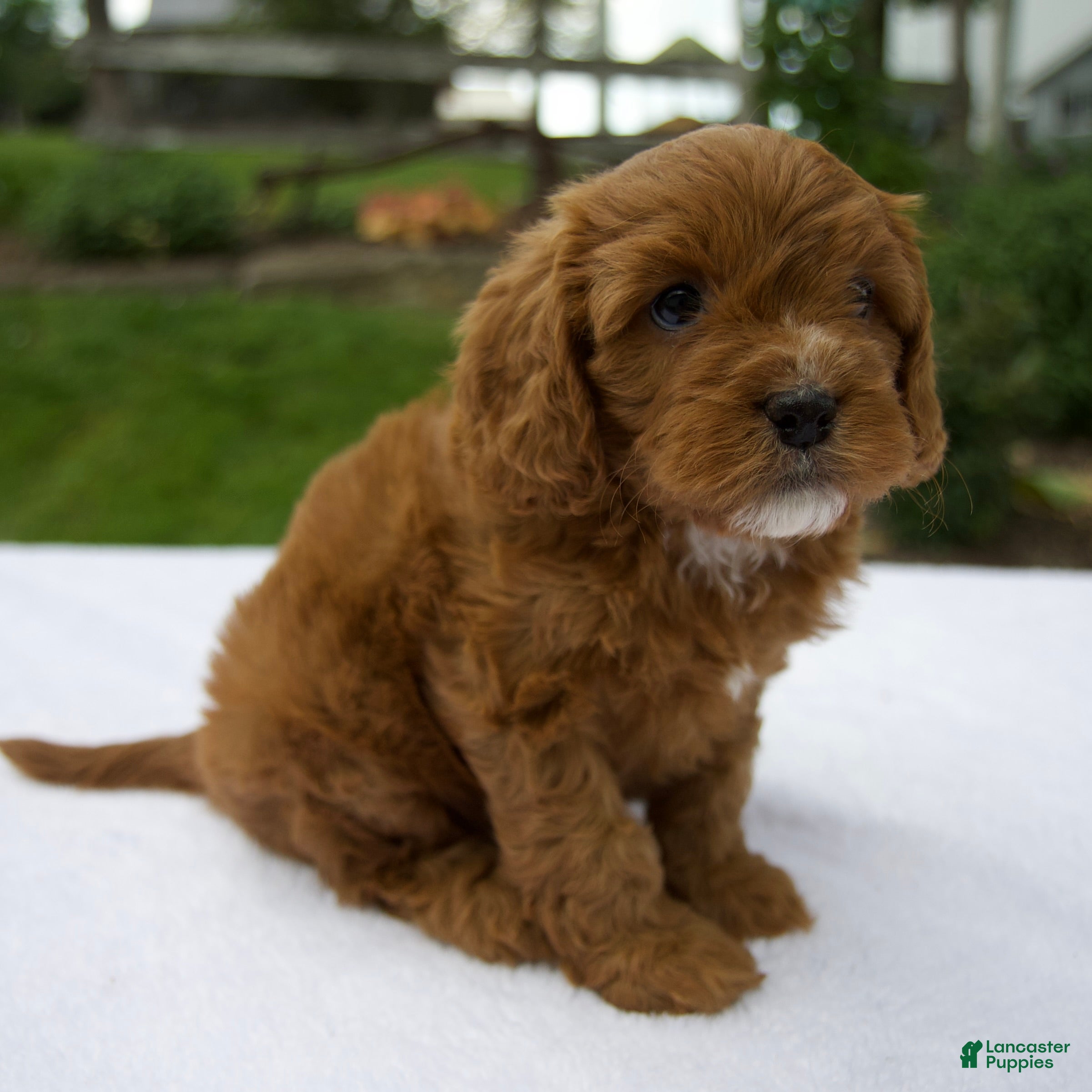 Cavapoo dogs Remington - Ad 2