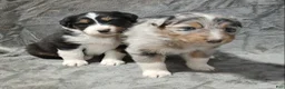 Australian Shepherd dogs for sale: Flynn - Ad 3