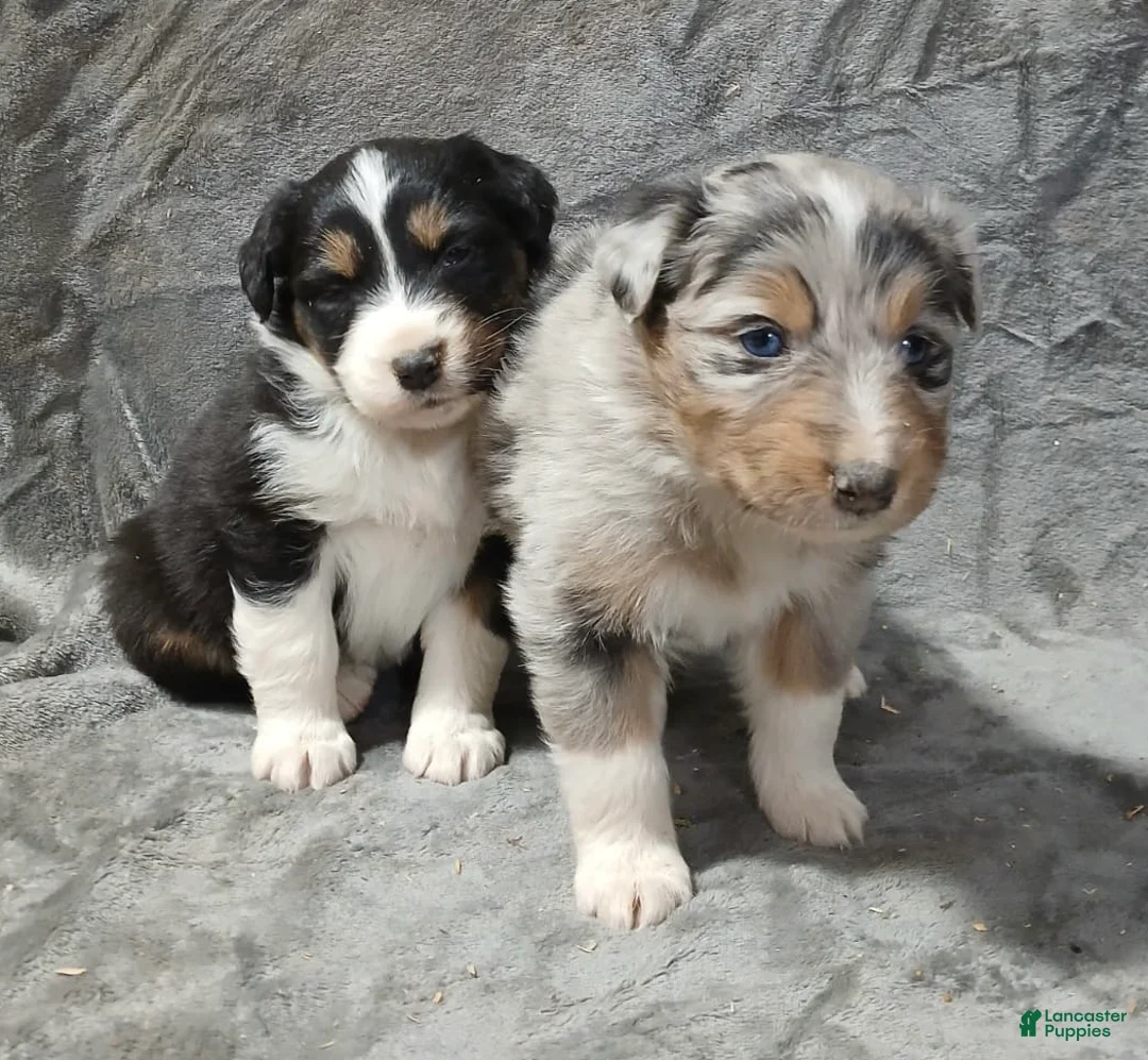 Australian Shepherd dogs for sale: Flynn - Ad 3