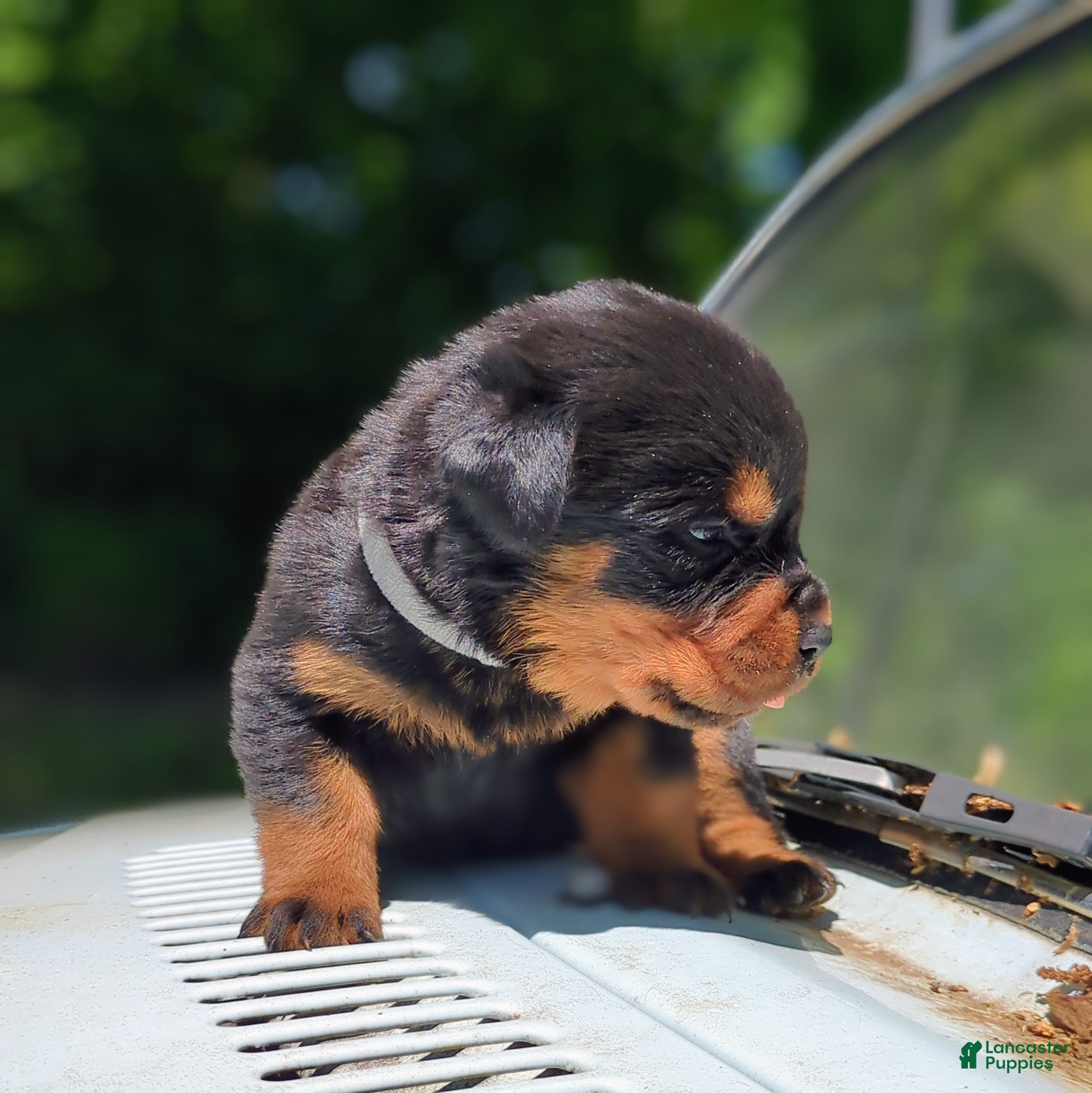 Rottweiler dogs for sale: Porsha - Ad 3