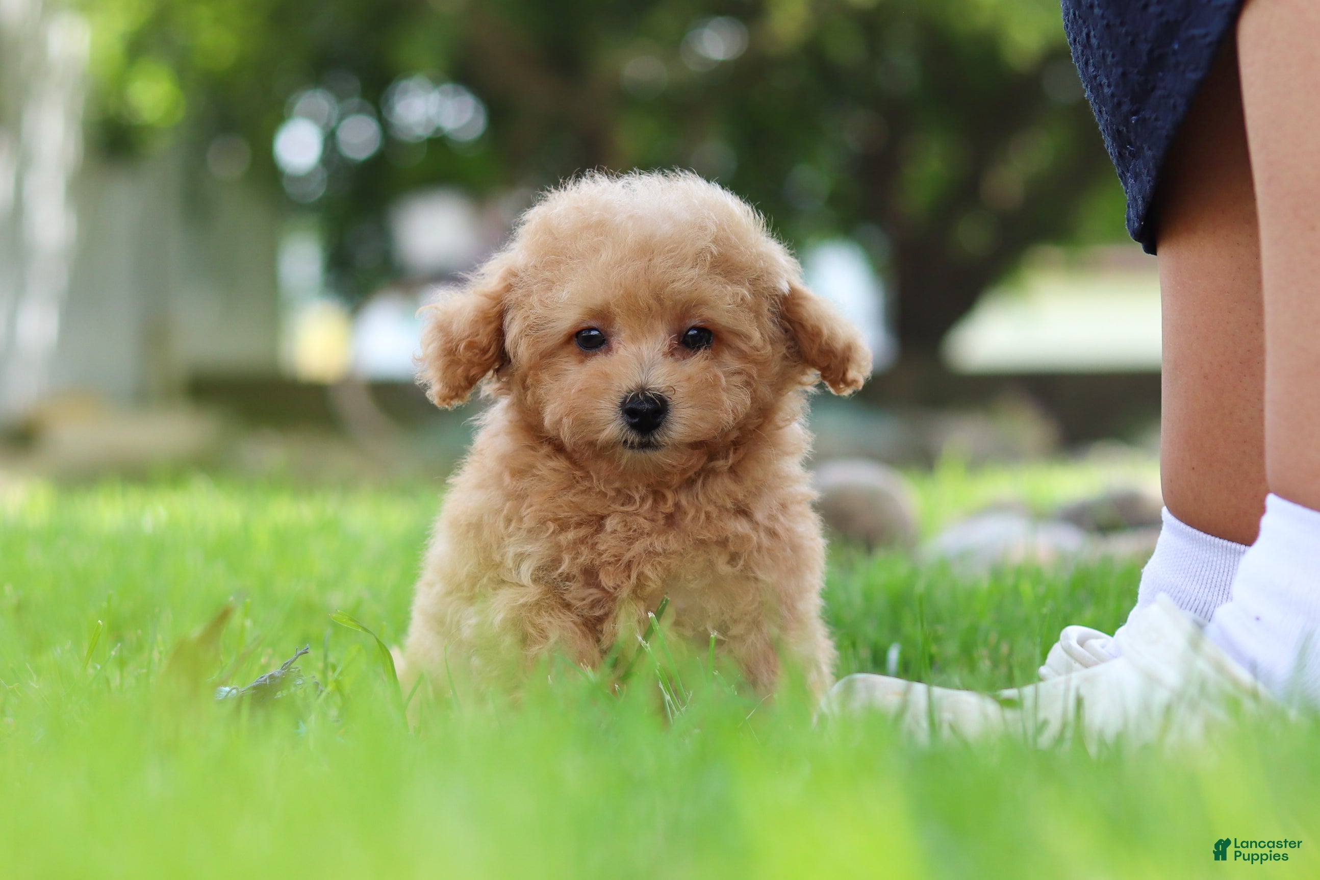Maltipoo dogs Kevin - Ad 2