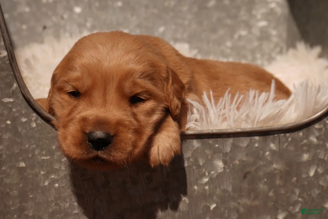 Golden Retriever dogs for sale: Ben - AKC, Genetically Clear - Ad 1