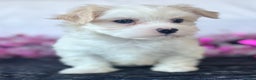 Maltese dogs for sale: Colton - Ad 11