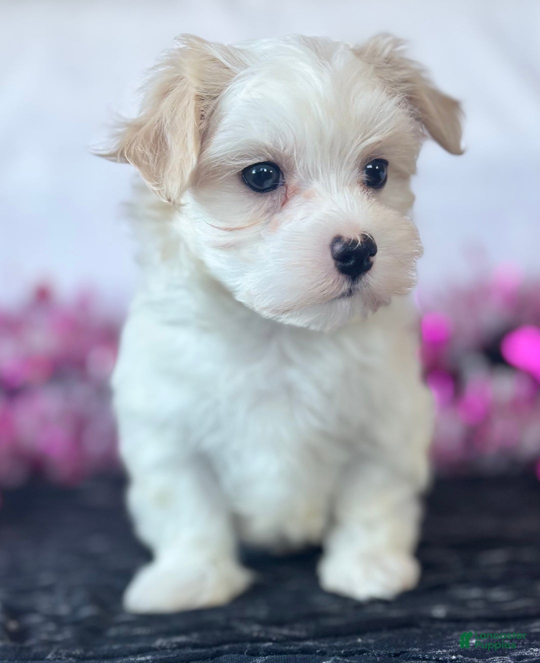 Maltese dogs for sale: Colton - Ad 11