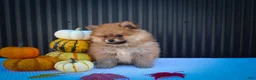 Pomeranian dogs for sale: Max🐾 - Ad 9