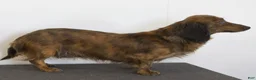 Miniature Dachshund dogs for sale: Victor - Ad 6