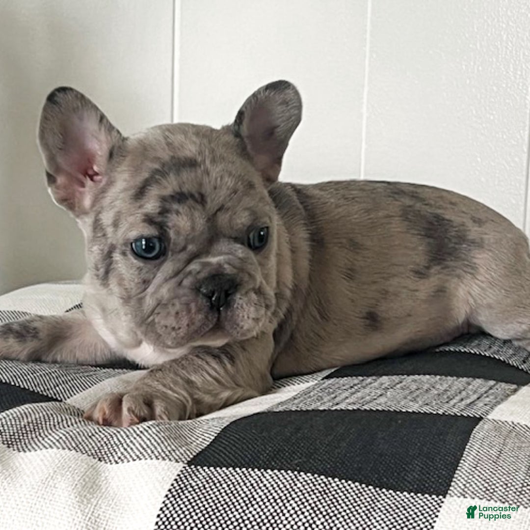 French Bulldog dogs for sale: Oscar - Ad 11