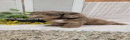 Cockapoo dogs for sale: Myron - Ad 10