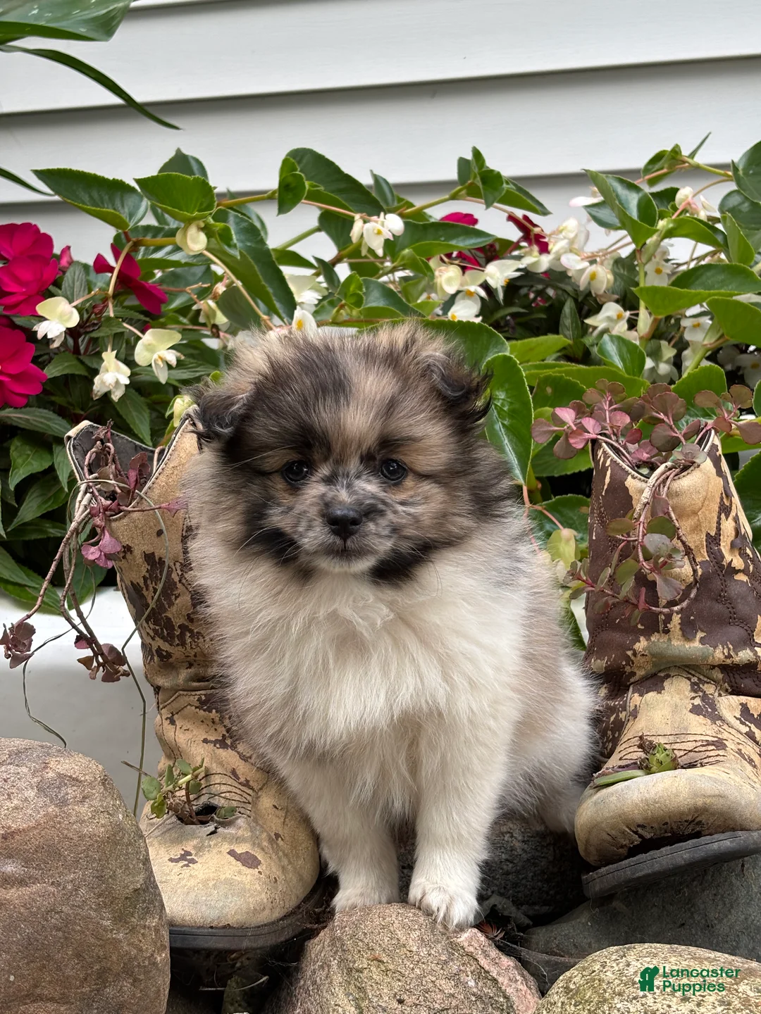 Pomeranian dogs for sale: Oakley  - Ad 4