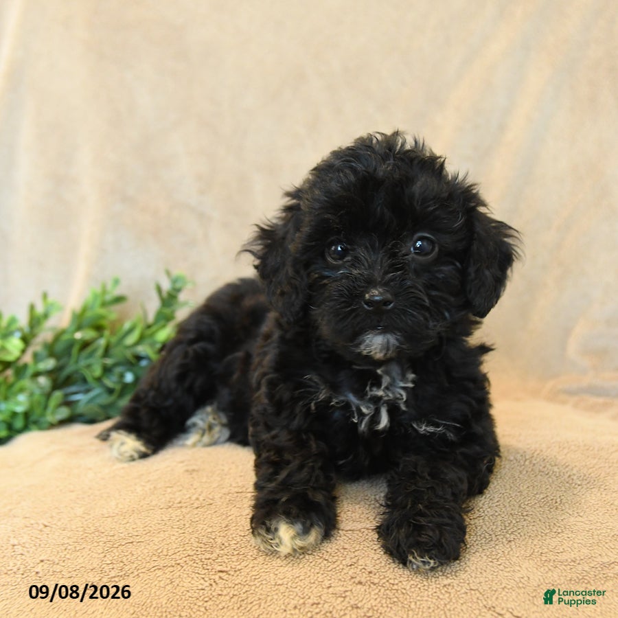 Havapoo dogs Peanut  - Ad 2