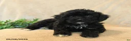 Havapoo dogs for sale: Peanut  - Ad 4