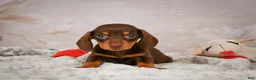 Miniature Dachshund dogs for sale: Snoopy - Ad 7