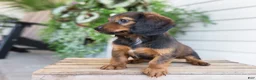 Dachshund dogs for sale: Hank - Ad 15