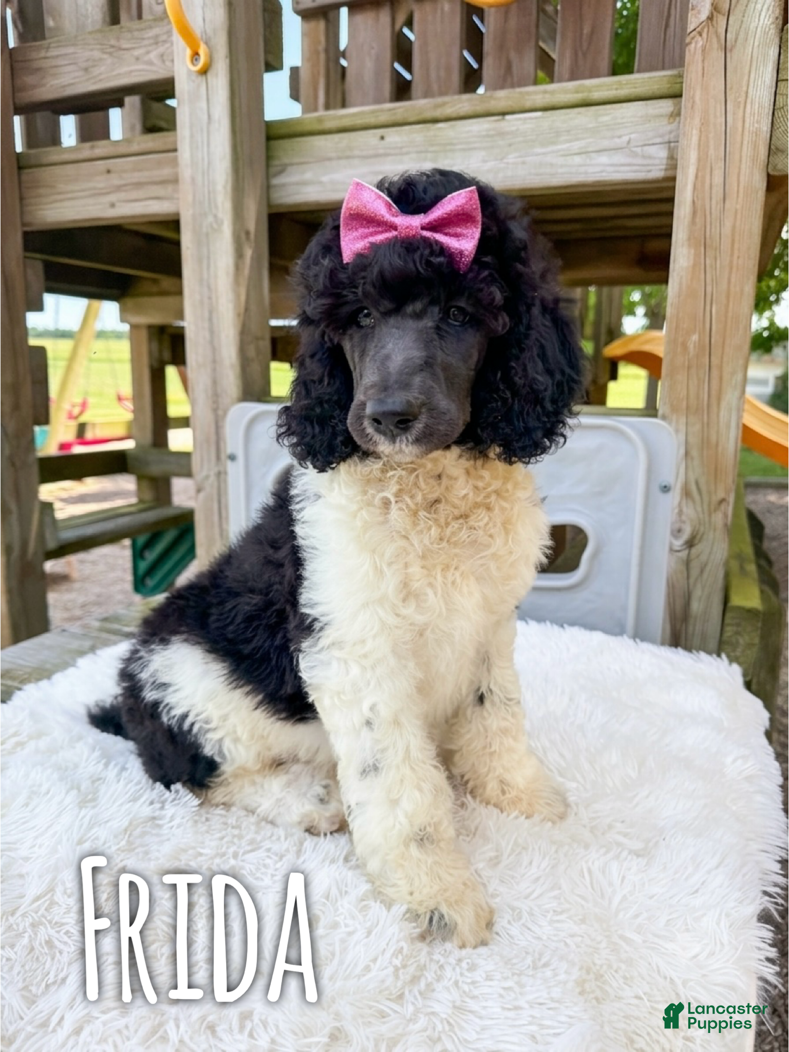 Standard Poodle dogs Frida - AKC - Ad 26