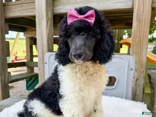 Standard Poodle dogs Frida - AKC - Ad 26