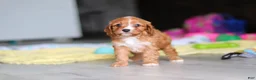 Cavapoo dogs for sale: Wynn - Ad 6