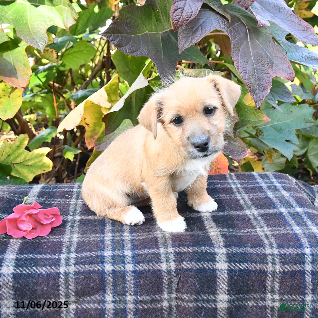 Mixed Breed dogs for sale: Betty   - Ad 1