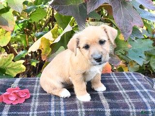 Mixed Breed dogs Betty - Ad 42