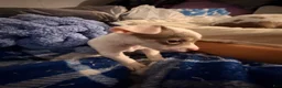 Chihuahua dogs for sale: Casper - Ad 3