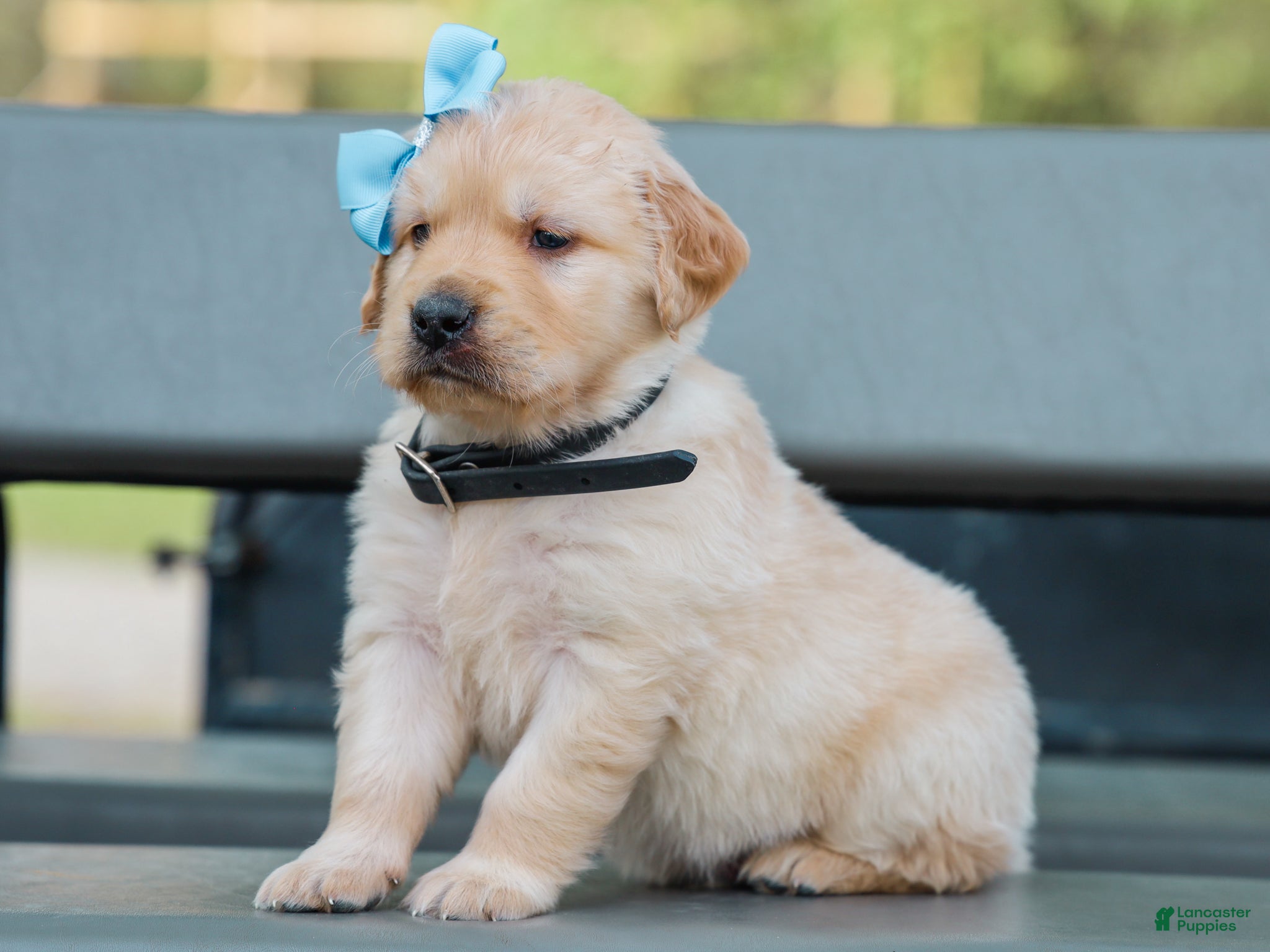 Golden Retriever dogs for sale: Arnette ACA Golden Retriever Pup - Ad 2