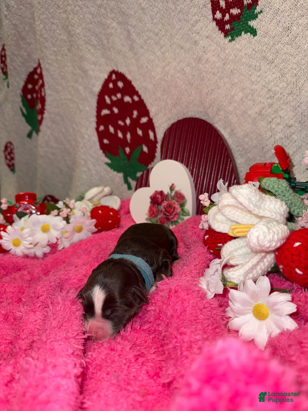 Mixed Breed dogs for sale: love - Ad 2