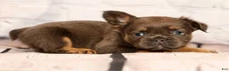 French Bulldog dogs for sale: Louie - Ad 4