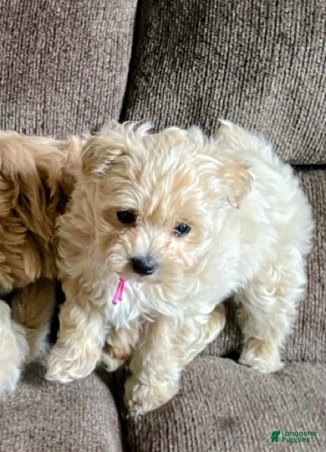 Maltipoo dogs for sale: ♥️Sweet Shirley ♥️ - Ad 2