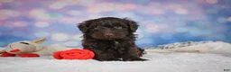 Mini Goldendoodle dogs for sale: Jake - Ad 4