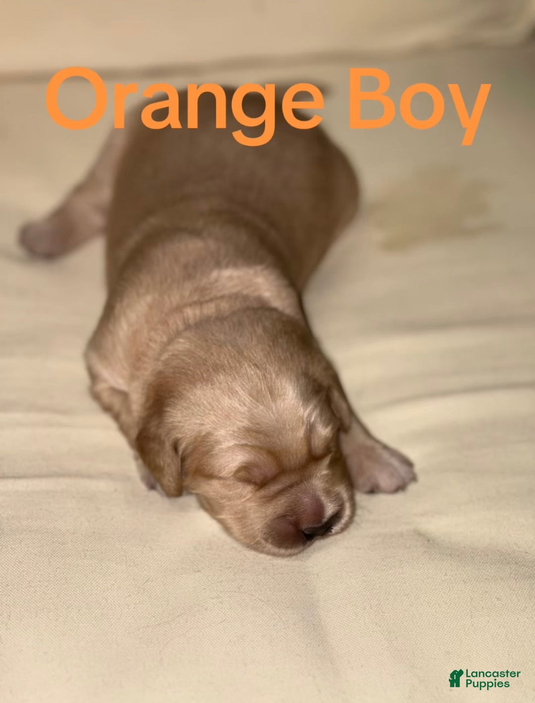 Golden Retriever dogs for sale: Golden Retriever Dark Pink Girl - Ad 25