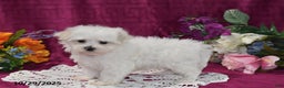 Maltese dogs for sale: Casper - Ad 3