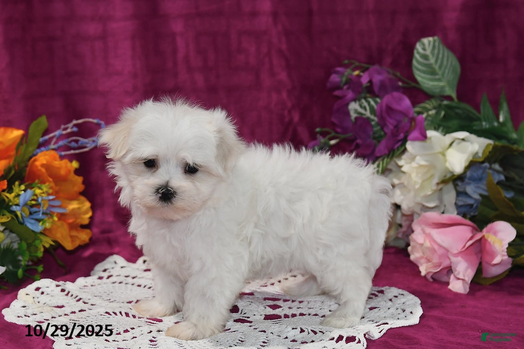Maltese dogs for sale: Casper - Ad 3