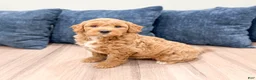 Mini Goldendoodle dogs for sale: Angie - Ad 6