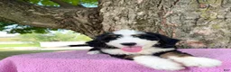 Bernedoodle dogs for sale: Daisy  - Ad 9