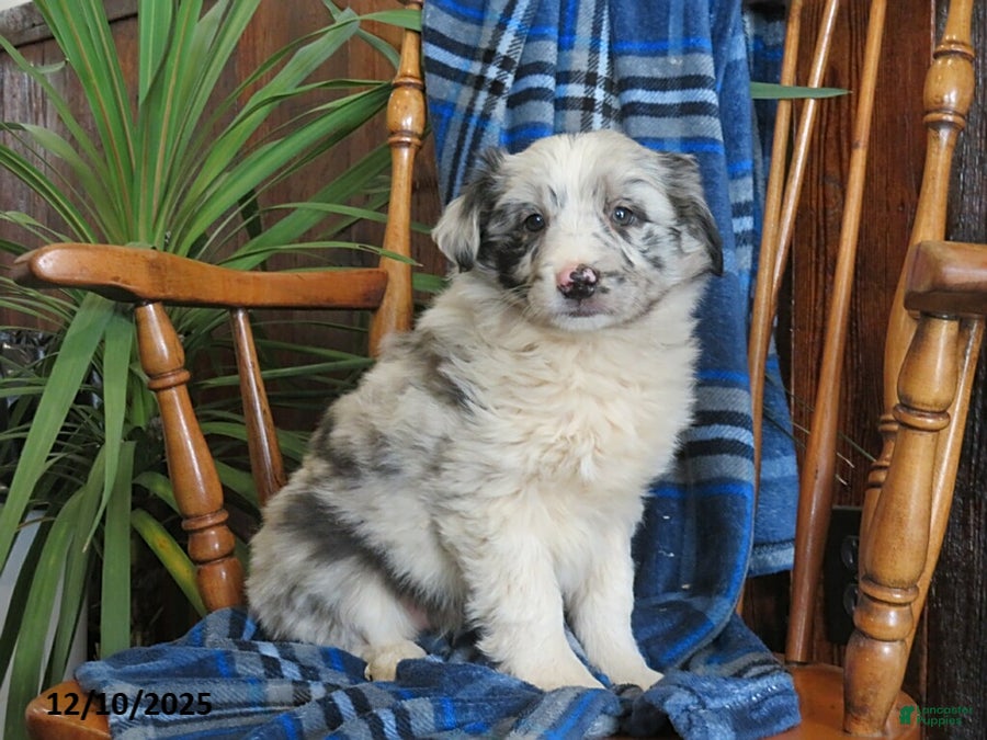 Miniature Australian Shepherd dogs Maverick - Ad 17