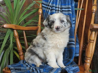 Miniature Australian Shepherd dogs Maverick - Ad 19