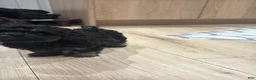 Schnoodle dogs for sale: George Lopez - Ad 2