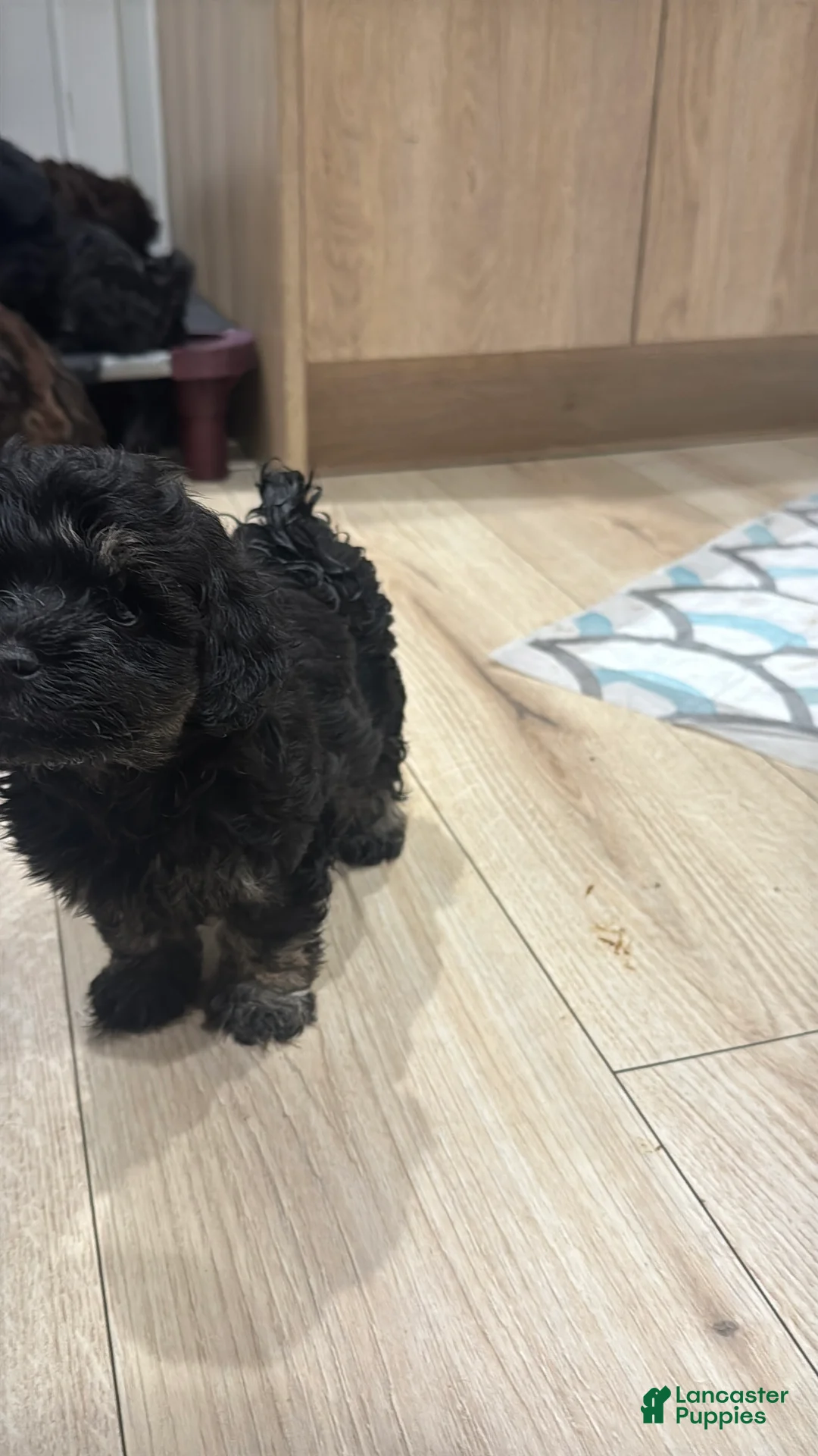 Schnoodle dogs for sale: George Lopez - Ad 2