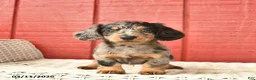 Dachshund dogs for sale: Tommy  - Ad 4