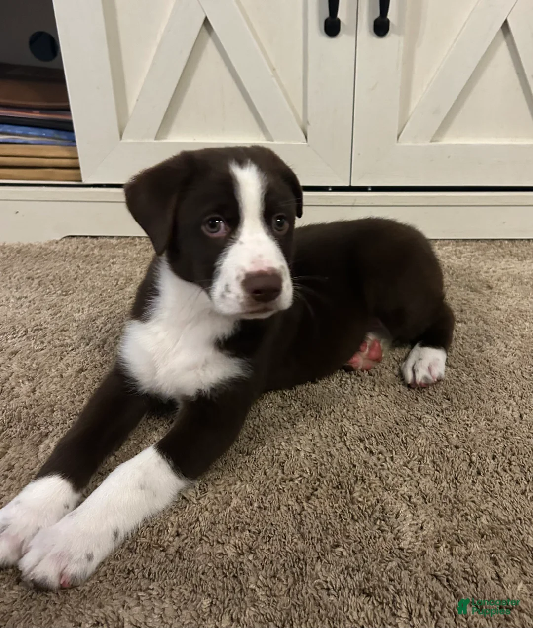 Mixed Breed dogs for sale: John - Ad 3