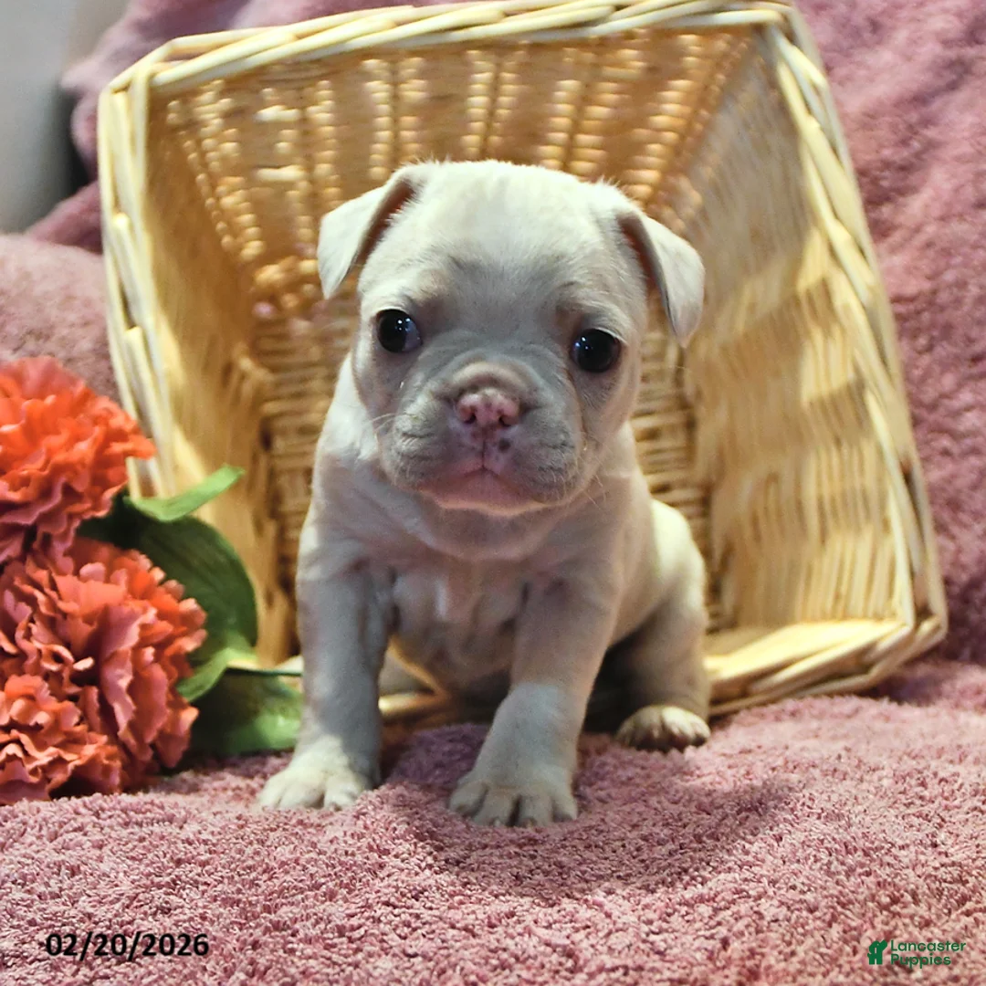 Frenchton dogs for sale: Silky - Ad 2