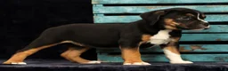 Beabull dogs for sale: Cassie - Ad 7