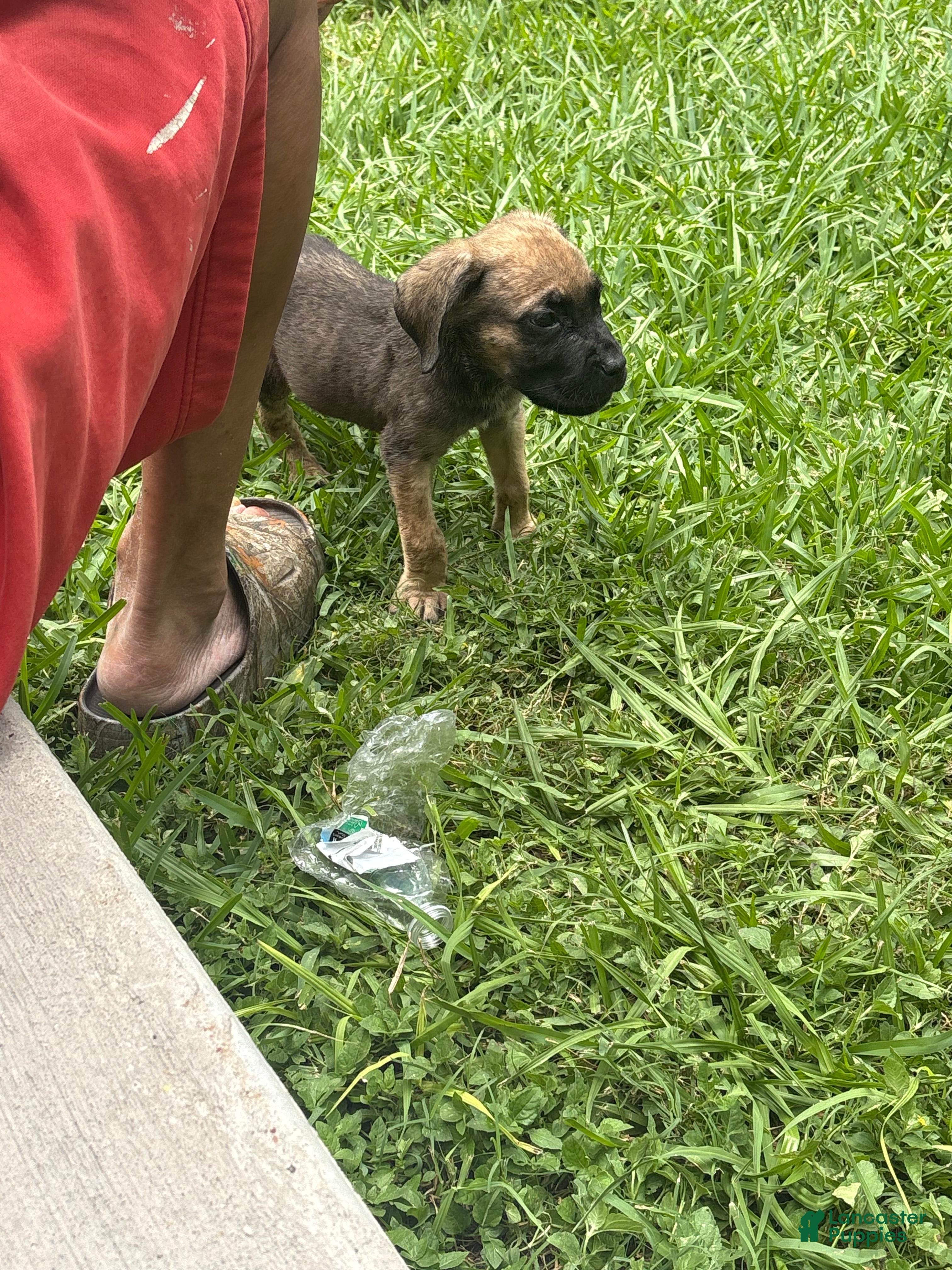 Cane Corso dogs Cane Corso Puppy 5 - Ad 20