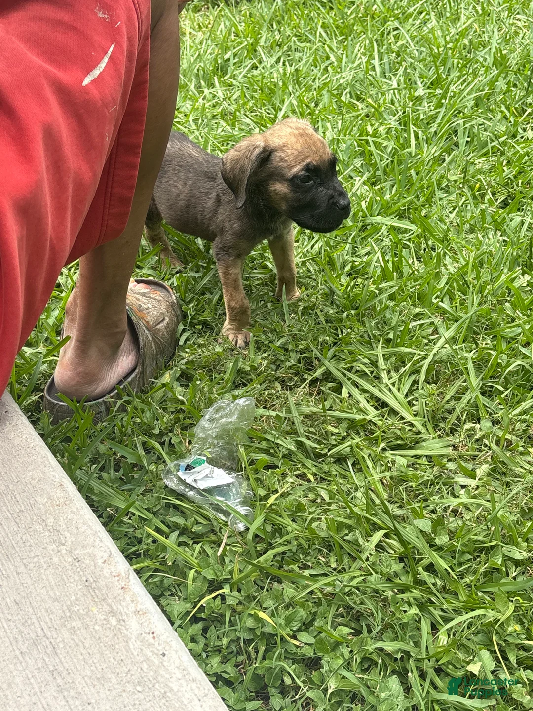 Cane Corso dogs for sale: Cane Corso Puppy 5 - Ad 1